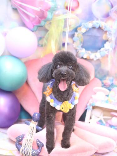 20240811梅ちゃん